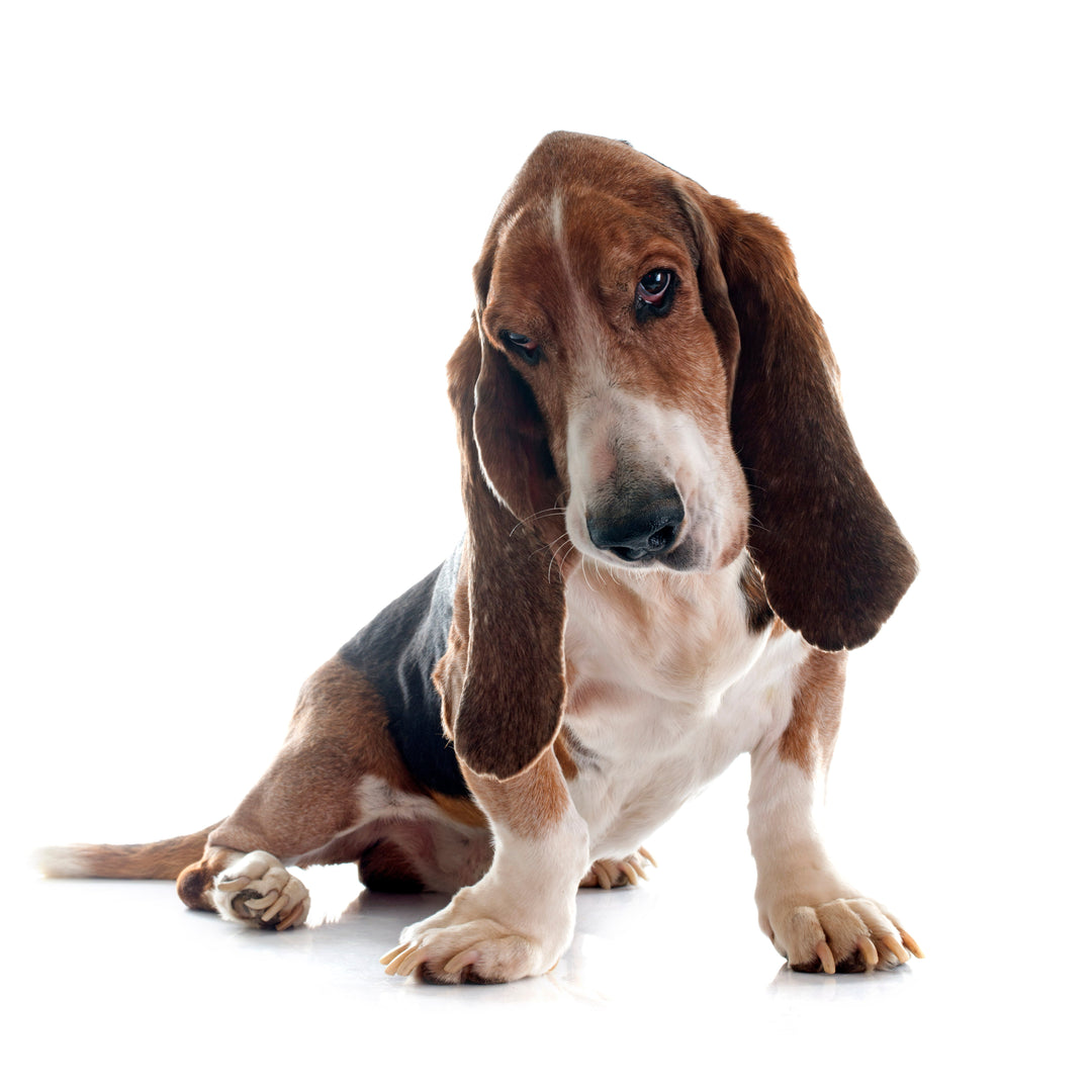 Basset Hound Candles