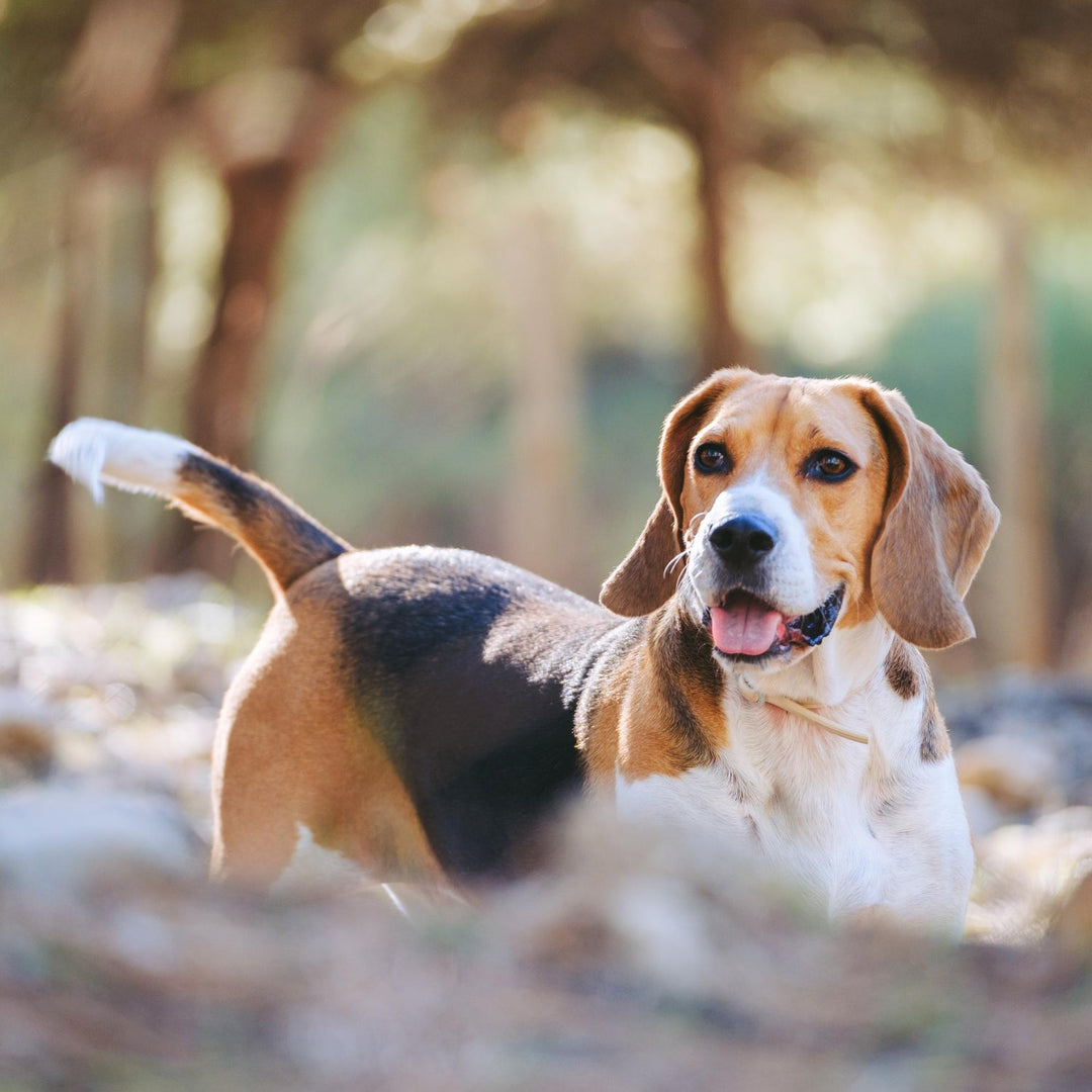Beagle Candles