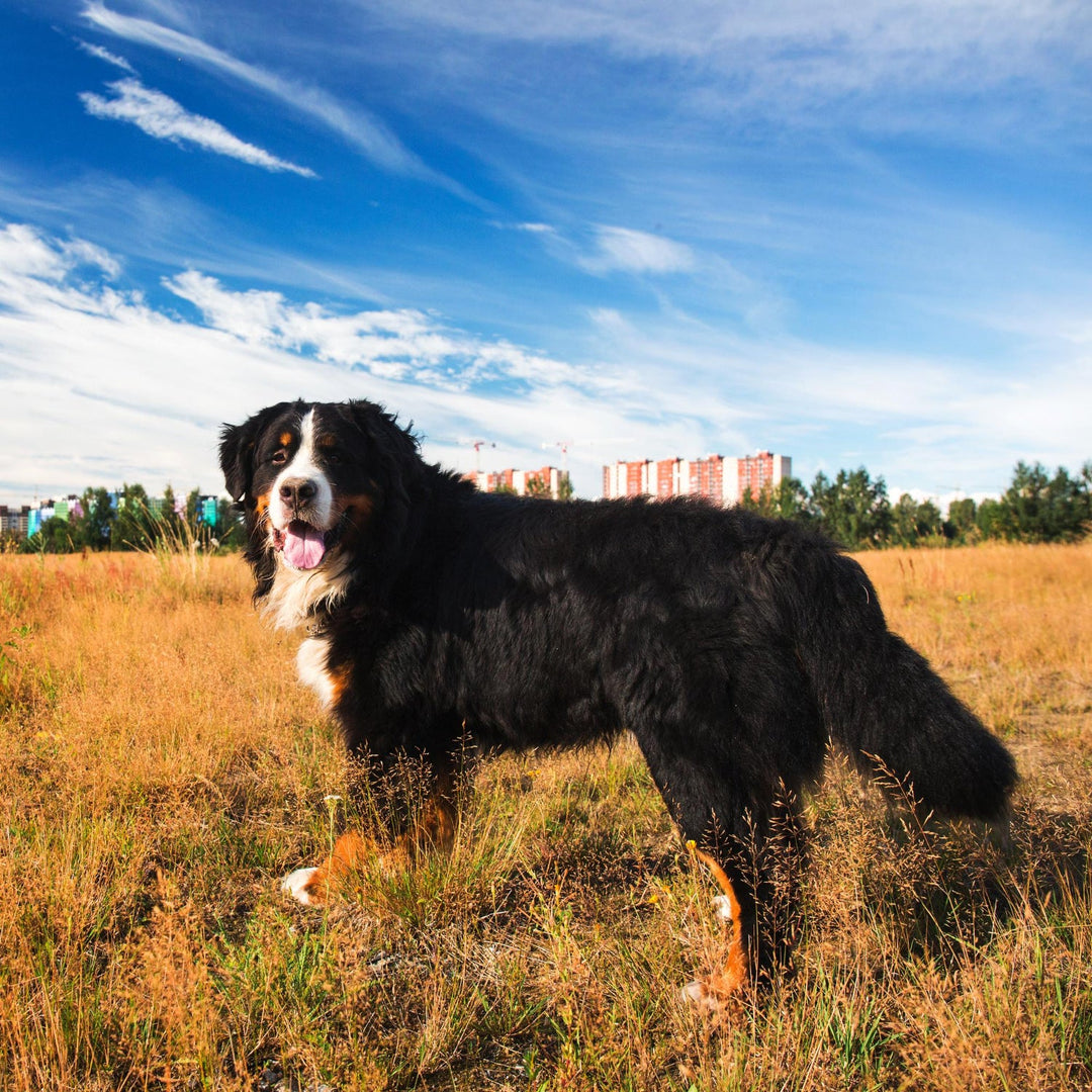 Bernese Mountain Dog Candles