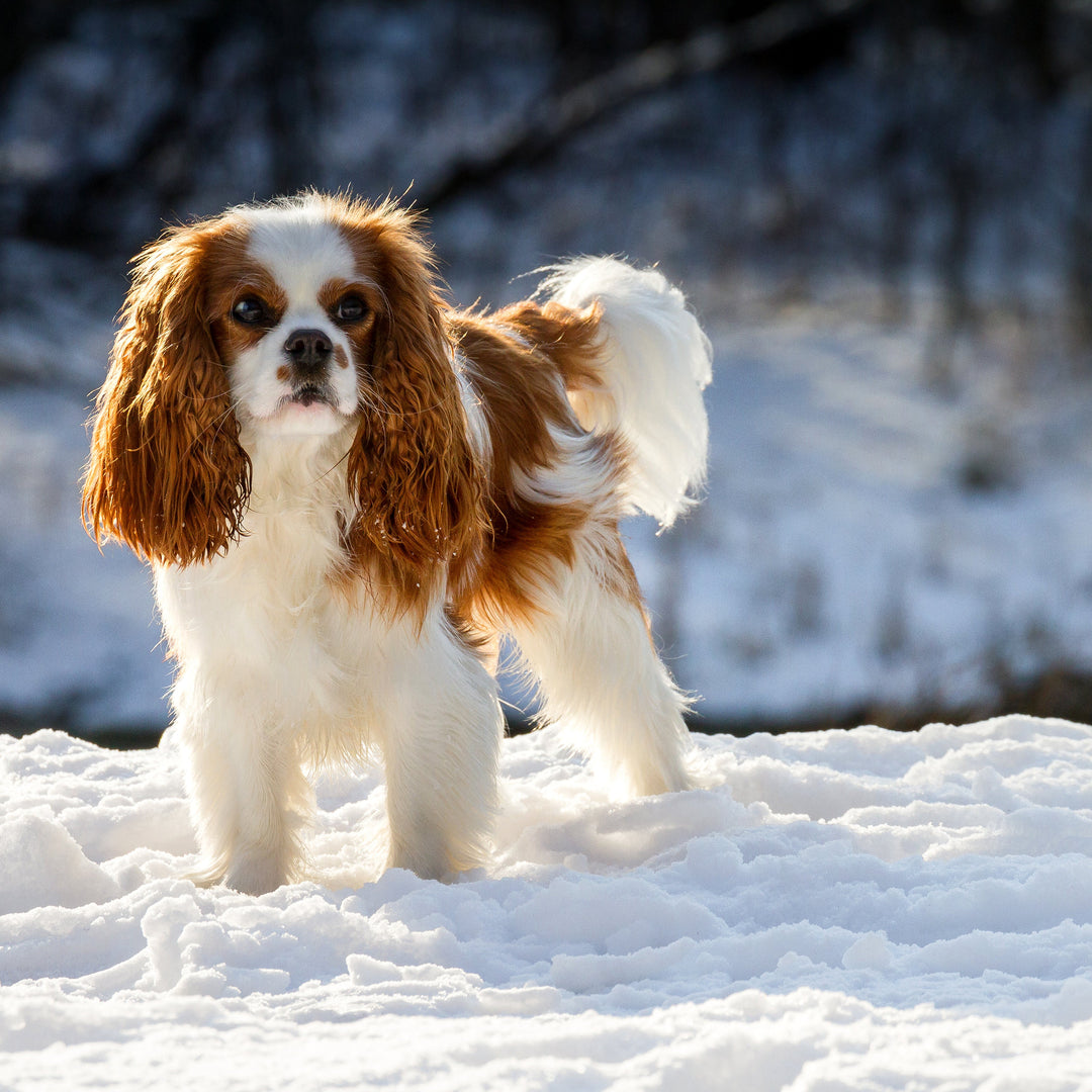 Cavalier King Charles Spaniel Candles