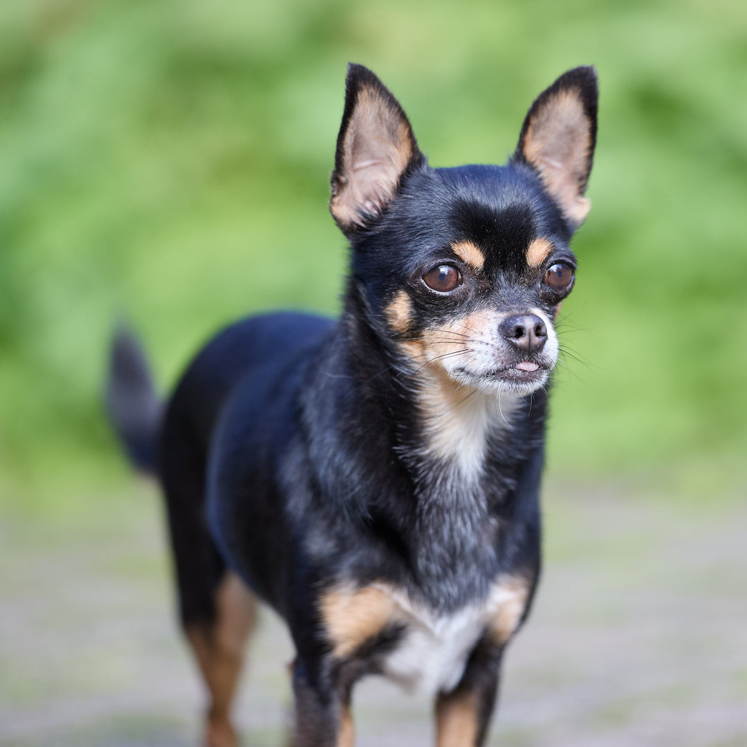 Chihuahua Candles