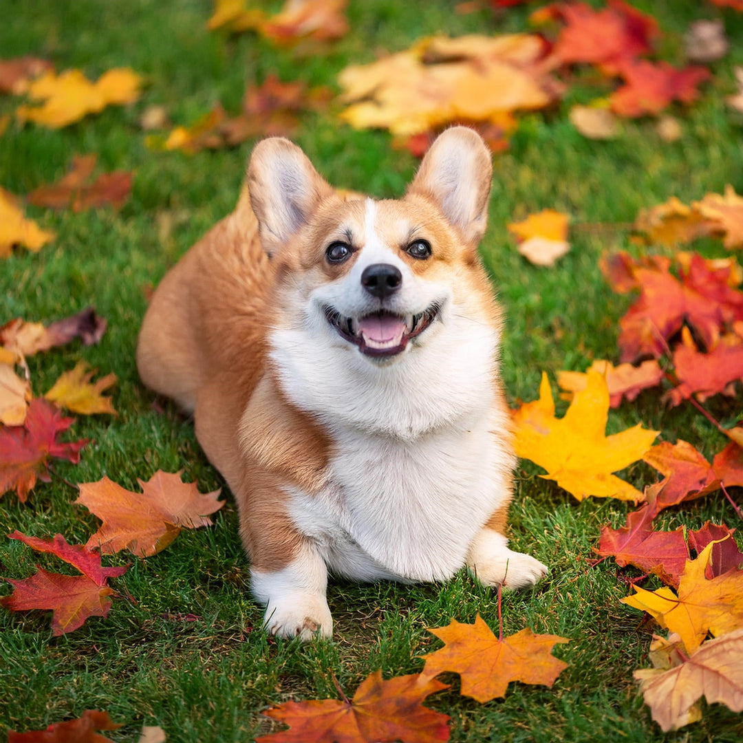 Corgi Candles