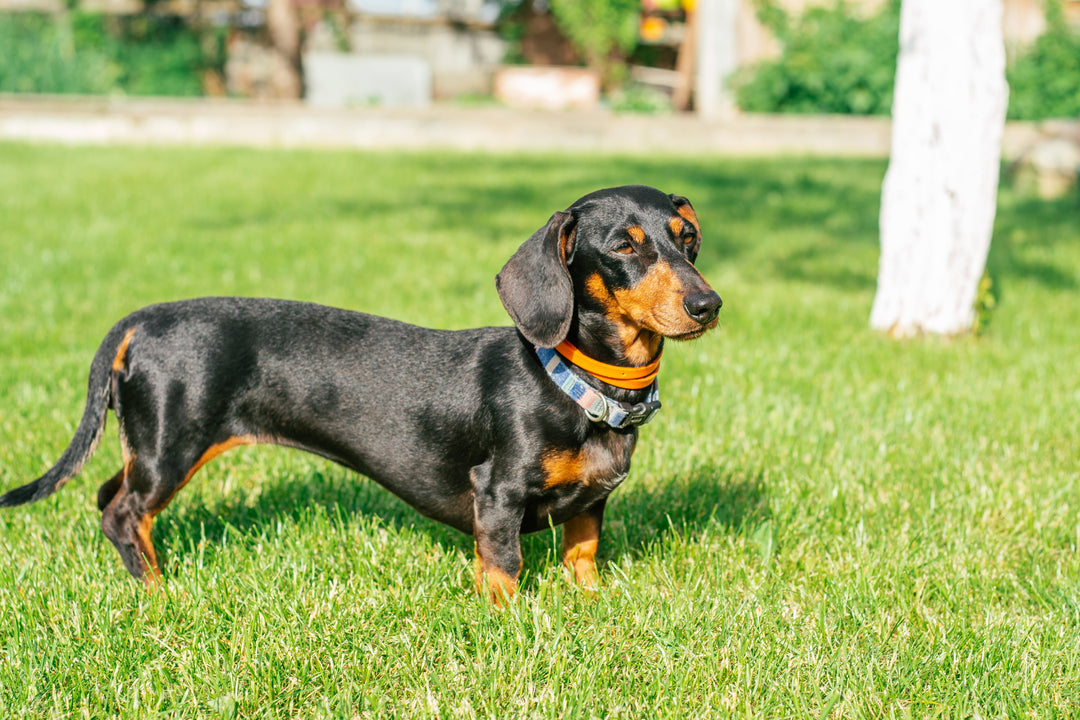 Dachshund Candles