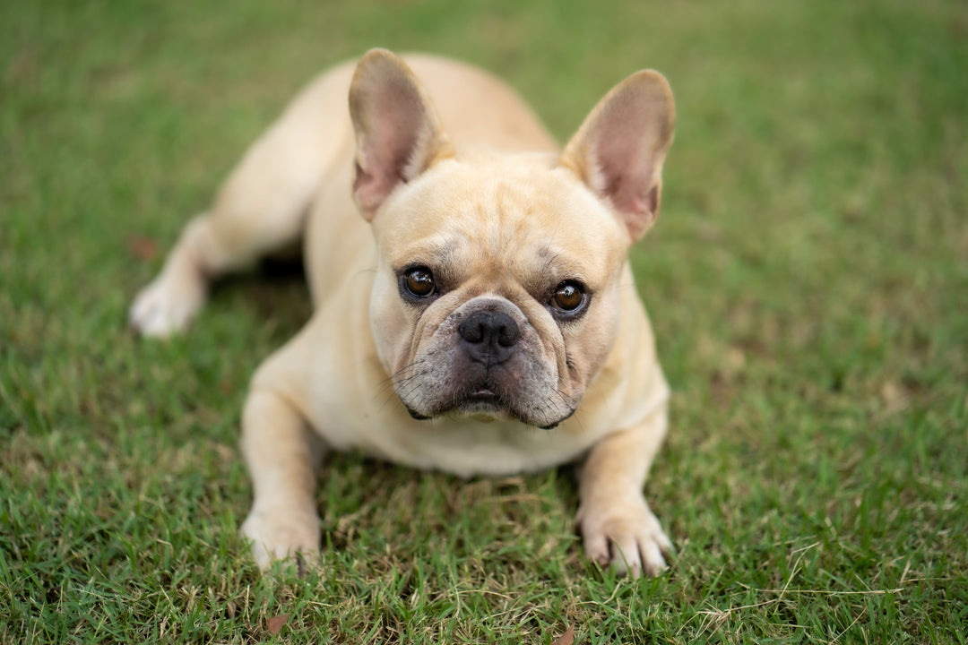 French Bulldog Candles