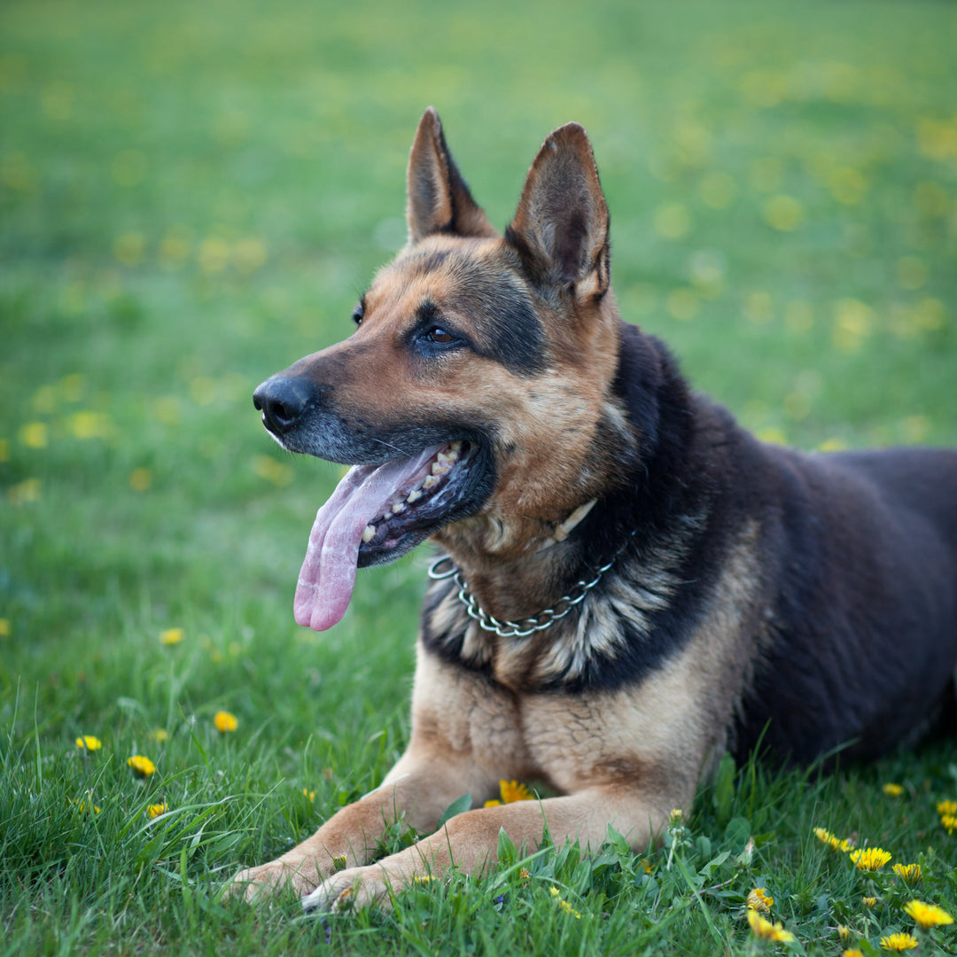 German Shepherd Candles