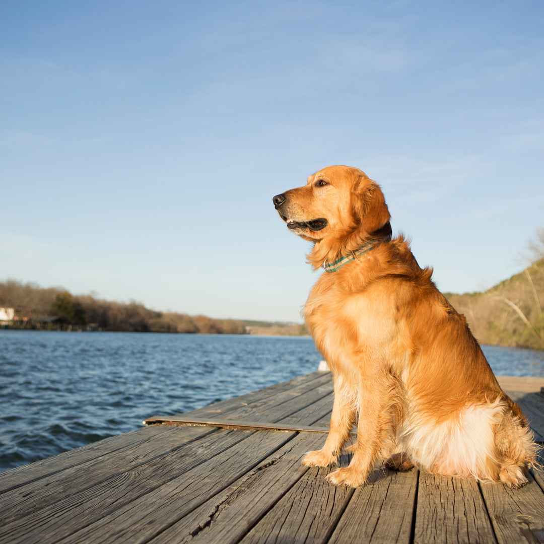 Golden Retriever Candles