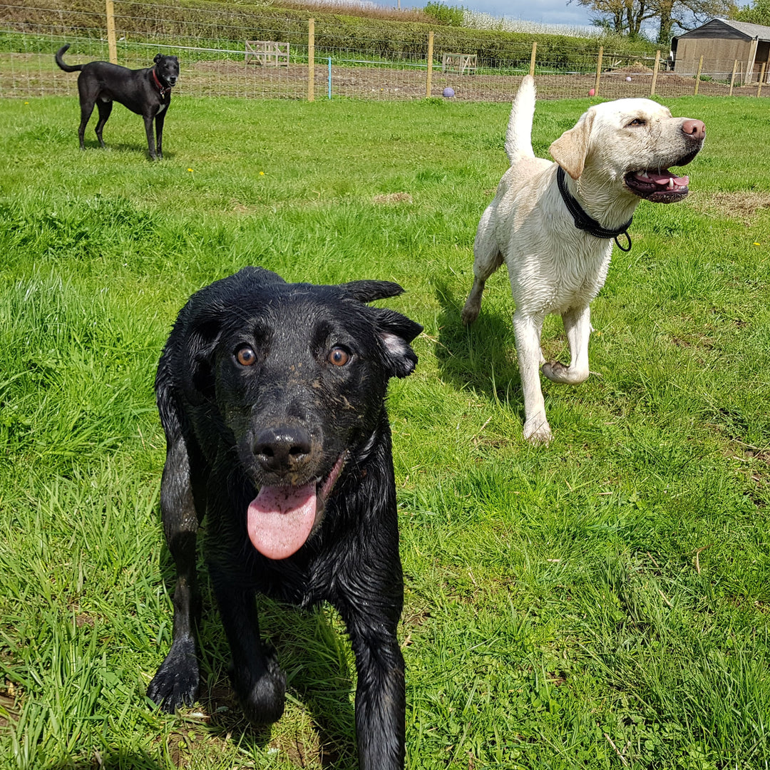 Labrador Candles
