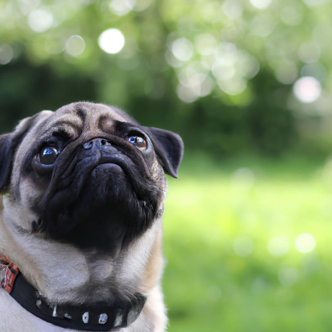 Pug Candles
