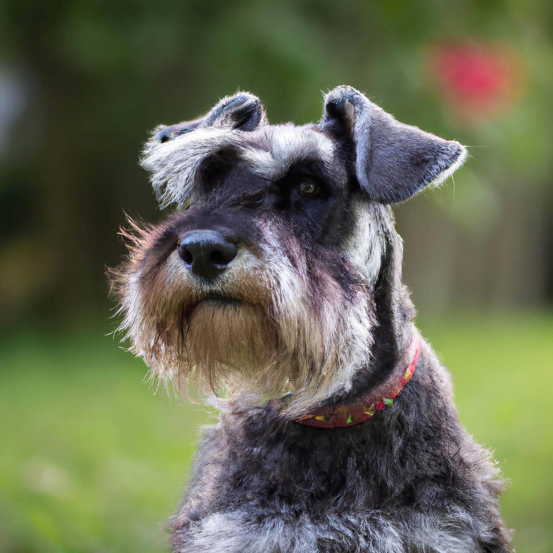 Schnauzer Candles