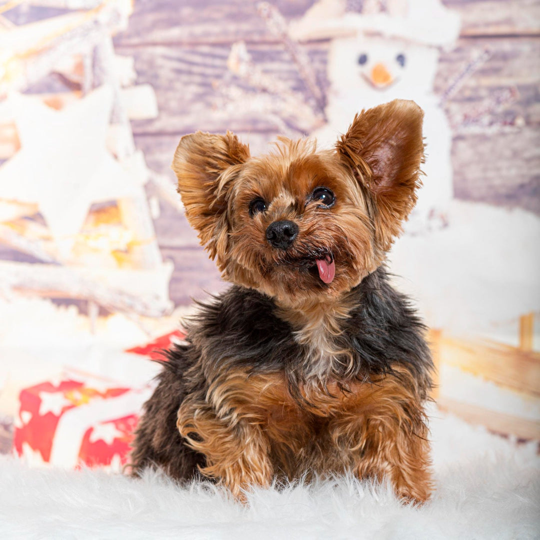 Yorkshire Terrier Candles
